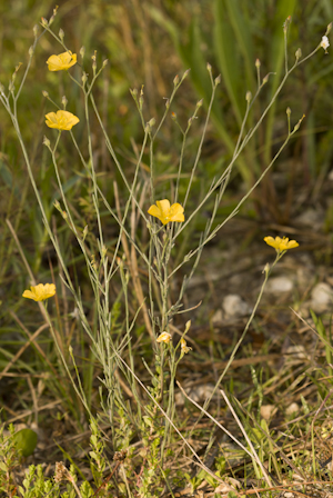 Linum carteri