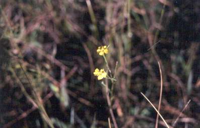 Linum floridanum