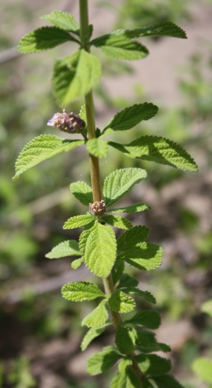 Lippia alba