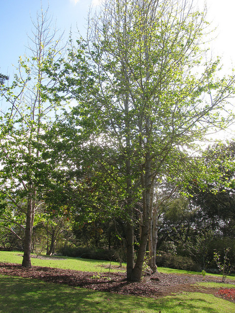 Liquidambar styraciflua