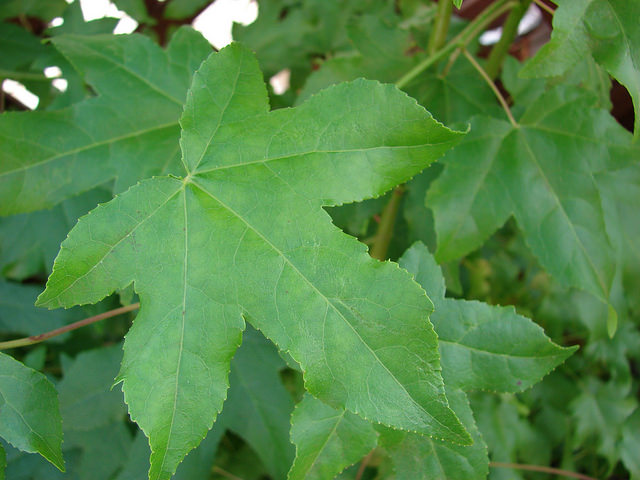 Liquidambar styraciflua