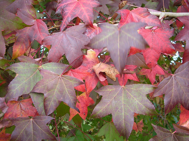 Liquidambar styraciflua