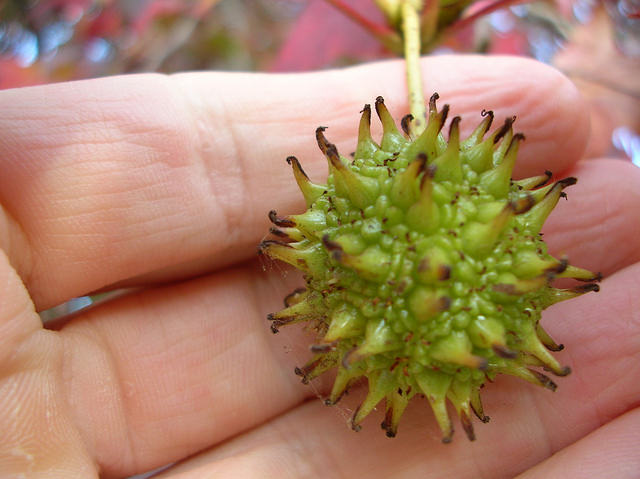 Liquidambar styraciflua