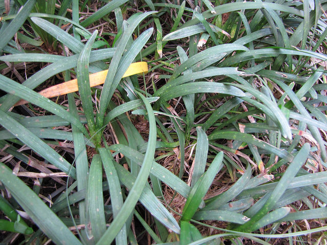 Liriope muscari