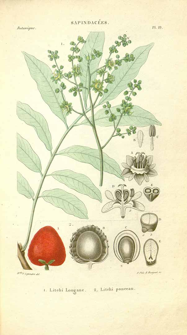 Litchi chinensis