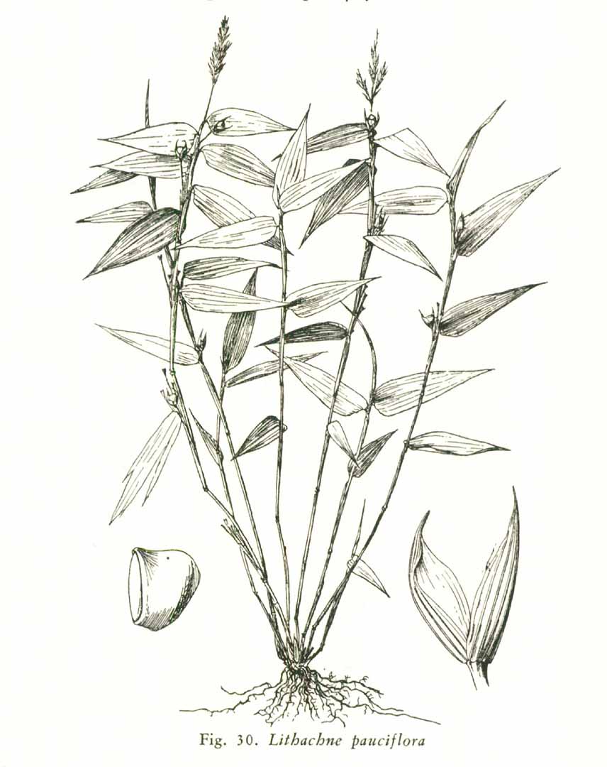 Lithachne pauciflora