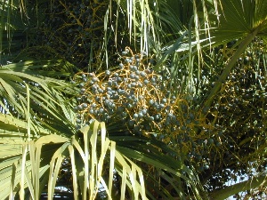 Livistona chinensis
