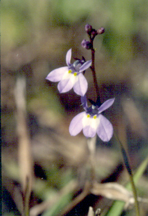 Lobelia feayana