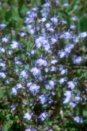 Lobelia feayana