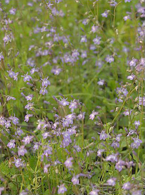 Lobelia feayana