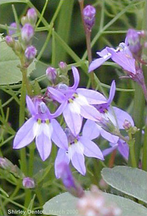 Lobelia feayana