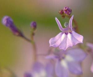 Lobelia feayana