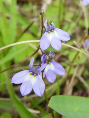 Lobelia feayana