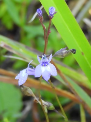 Lobelia feayana