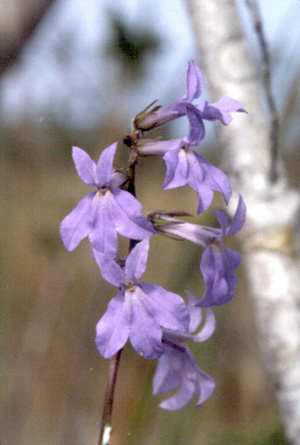 Lobelia glandulosa