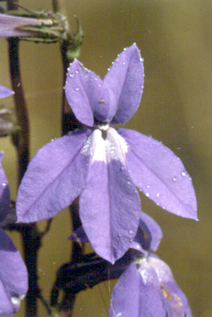 Lobelia glandulosa