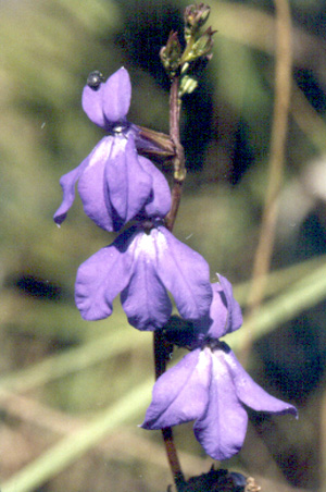 Lobelia glandulosa