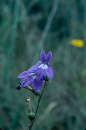 Lobelia glandulosa