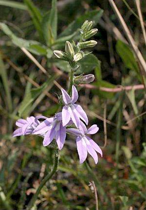 Lobelia glandulosa