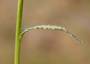 Lobelia glandulosa