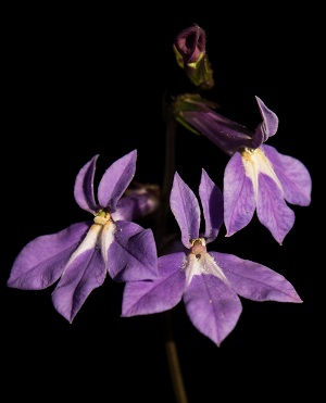 Lobelia glandulosa