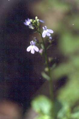 Lobelia homophylla