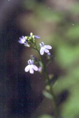 Lobelia homophylla