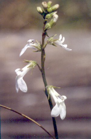 Lobelia paludosa