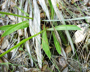 Lobelia paludosa