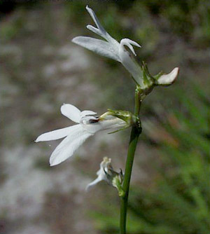 Lobelia paludosa