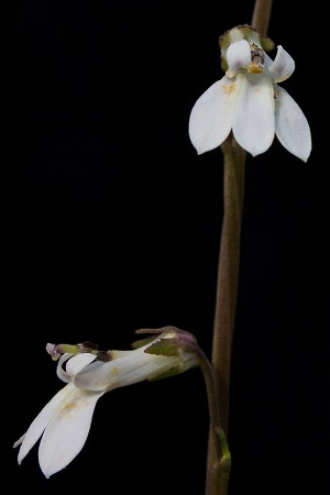 Lobelia paludosa