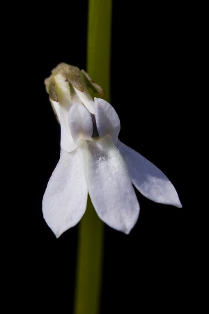 Lobelia paludosa