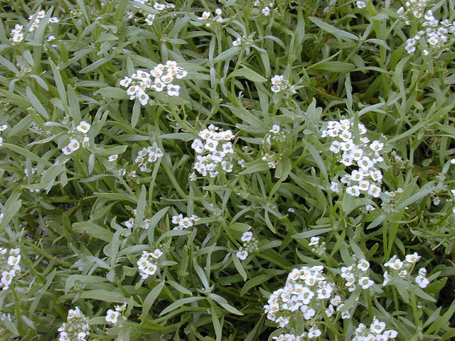 Lobularia maritima