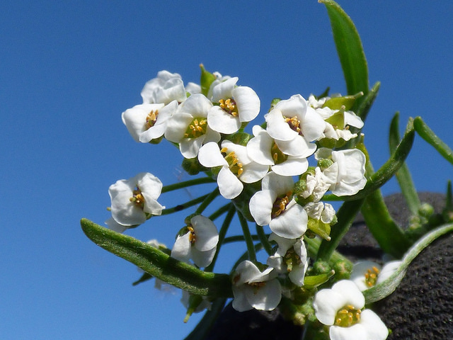 Lobularia maritima