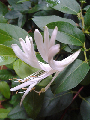 Lonicera japonica