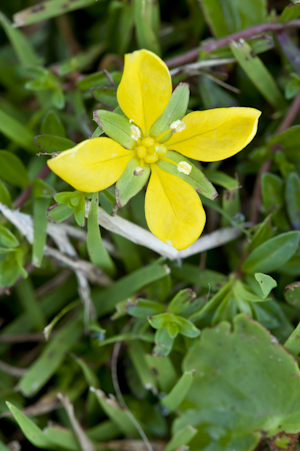 Ludwigia arcuata