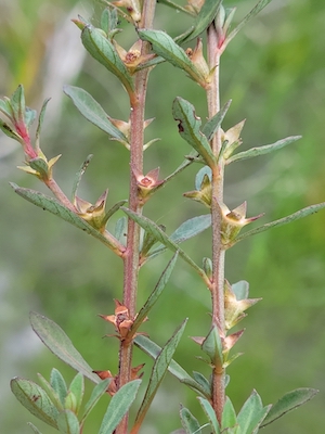 Ludwigia curtissii