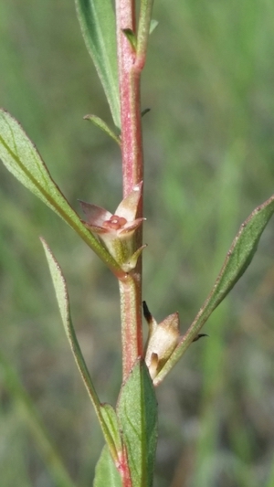 Ludwigia curtissii