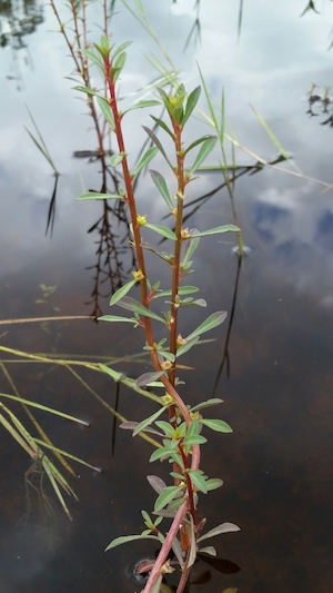 Ludwigia curtissii