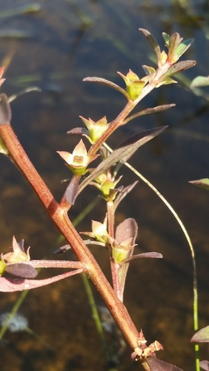 Ludwigia curtissii