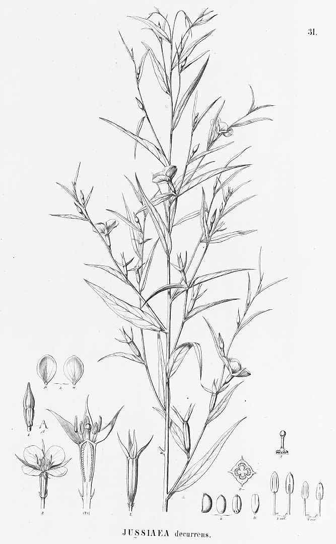 Ludwigia decurrens