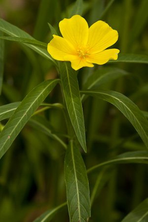 Ludwigia grandiflora