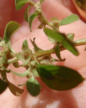 Ludwigia microcarpa