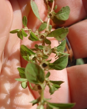 Ludwigia microcarpa