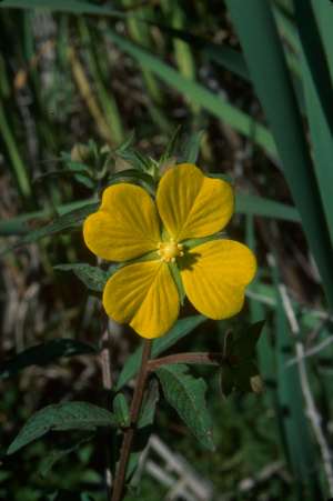 Ludwigia octovalvis