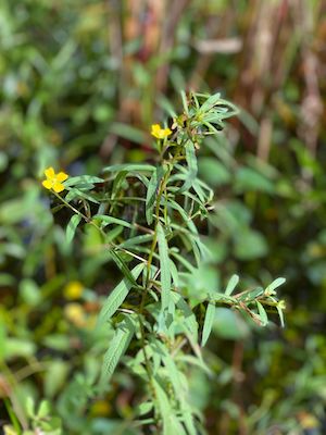 Ludwigia octovalvis