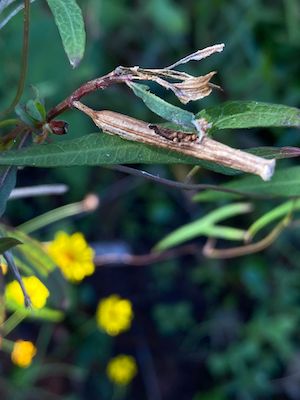 Ludwigia octovalvis