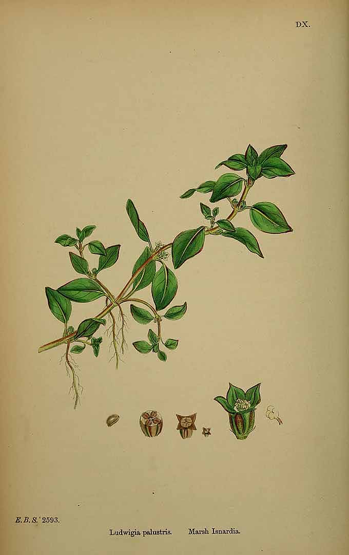 Ludwigia palustris