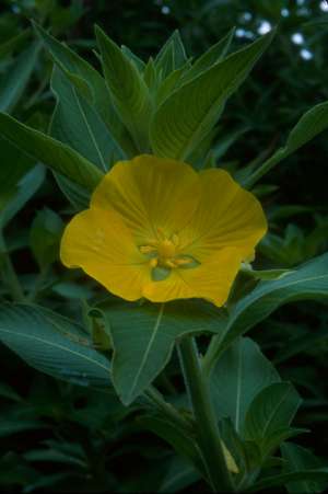 Ludwigia peruviana