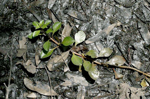 Ludwigia repens